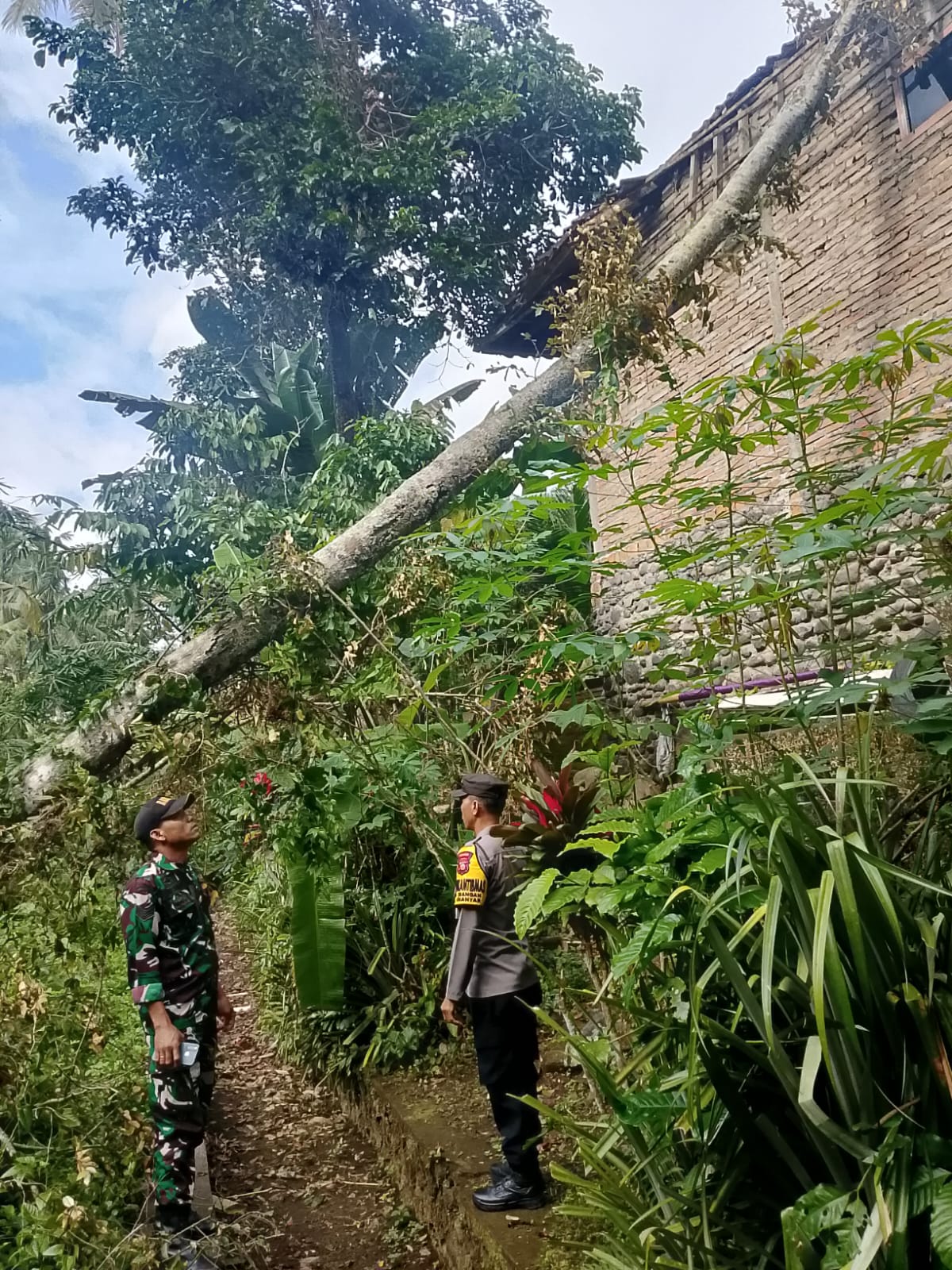 Tanggap Cepat Babinsa Koramil 01/Gianyar Bantu Warga Tertimpa Pohon