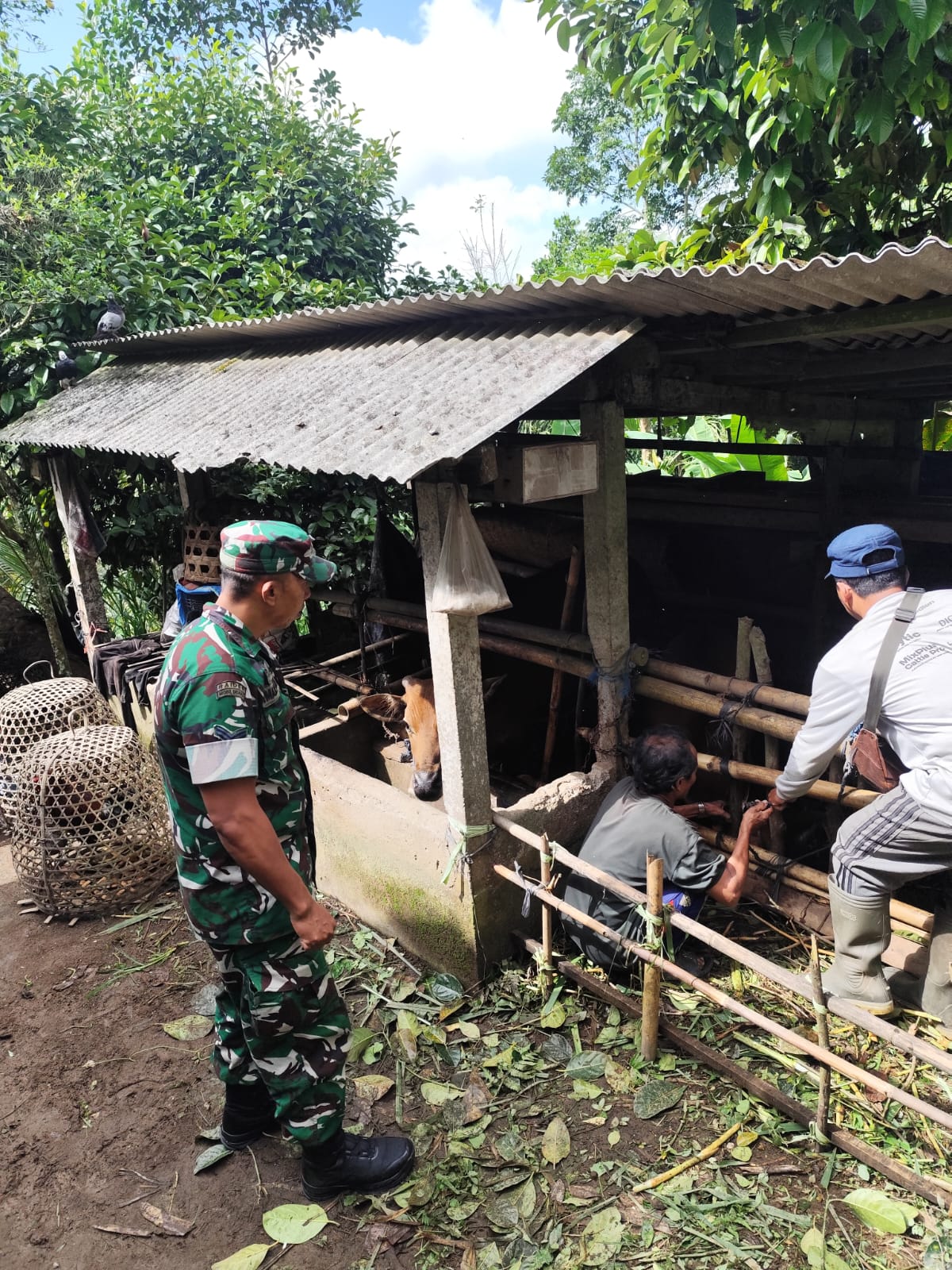 Babinsa Desa Taro Bersama Satgas PMK Gianyar Sukseskan Vaksinasi Sapi di Banjar Pisang Kaja