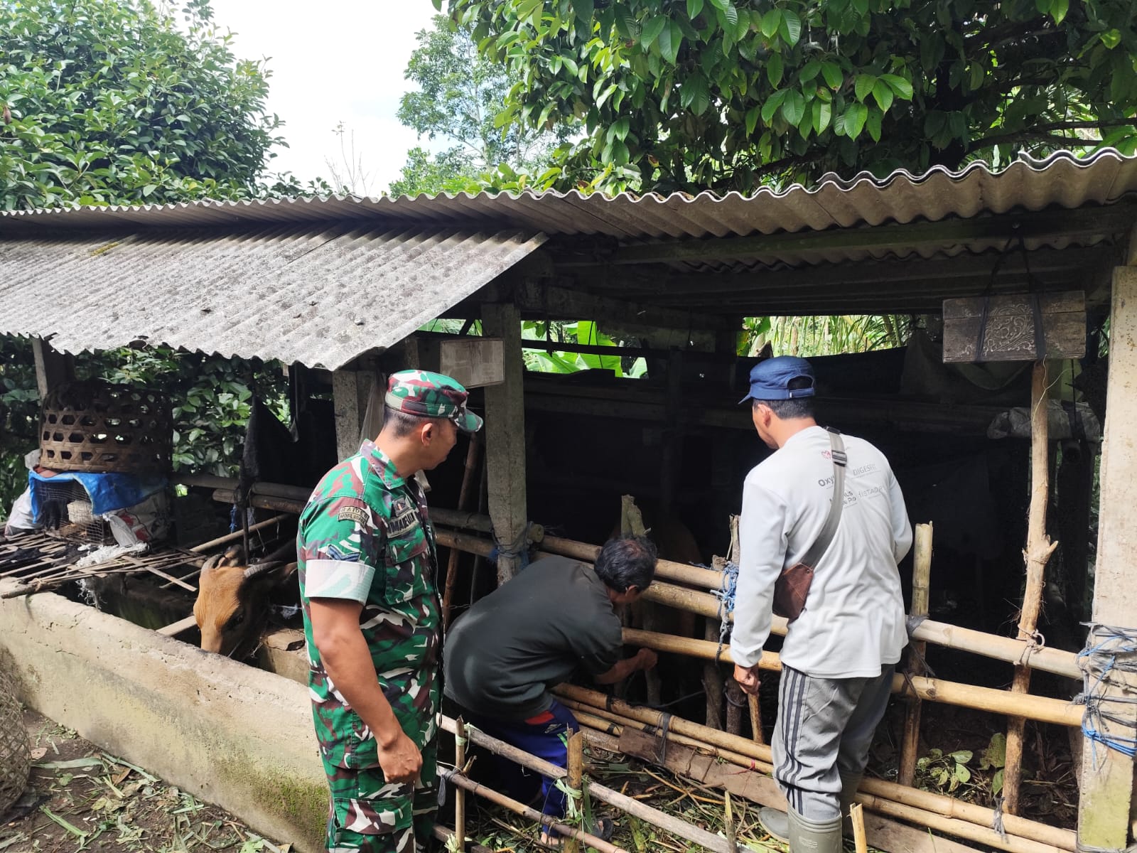 Perkuat Ketahanan Pangan, Babinsa Tegallalang Aktif Kawal Vaksinasi Ternak Warga